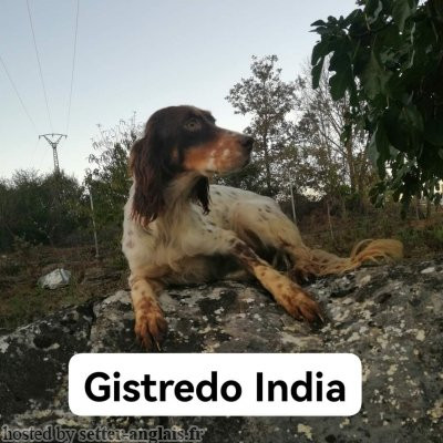 Setter Anglais GISTREDO INDIA